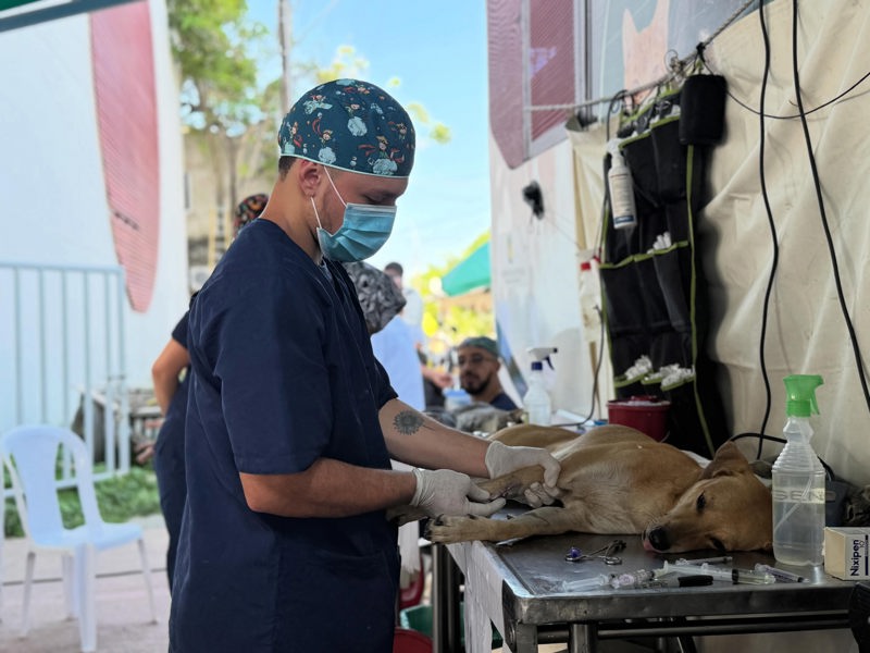 Esterilización animal: 240 mascotas en Arboletes Jornada de esterilización animal en Arboletes con atención a perros y gatos