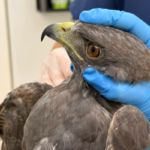 Dos aves silvestres se recuperan en Cornare tras disparos con perdigones