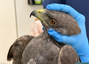 Dos aves silvestres se recuperan en Cornare tras disparos con perdigones