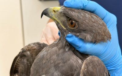 Dos aves silvestres se recuperan en Cornare tras disparos con perdigones
