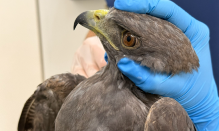 Dos aves silvestres se recuperan en Cornare tras disparos con perdigones