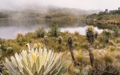 Parques Nacionales autoriza reapertura del Santuario de Fauna y Flora Iguaque